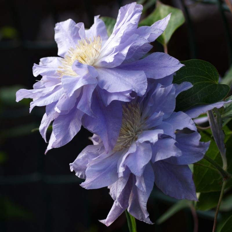 Clematita Azure Ball
