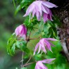 Clematita Fusta de balet