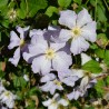 Clematita Blue Angel