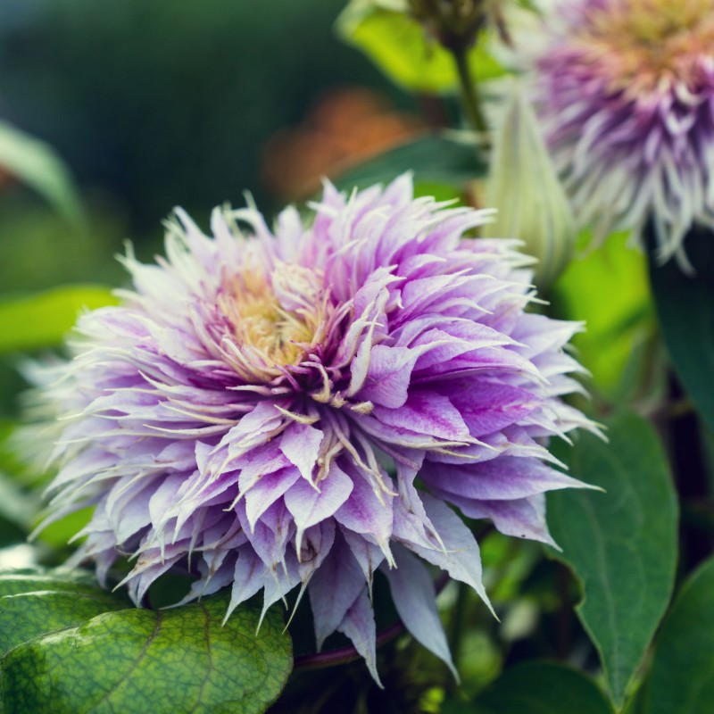 Clematita Blue Light