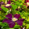 Clematita Burgundy