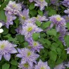 Clematita Crystal Fountain