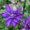 Clematita Daniel Deronda