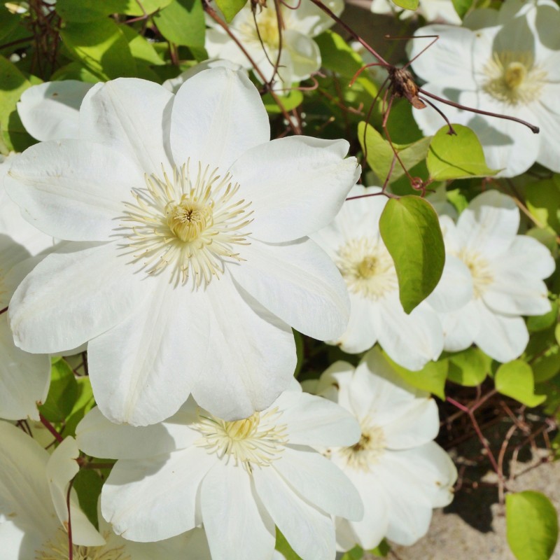 Clematita Guernsey Cream