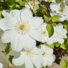Clematita Guernsey Cream