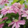 Clematita Innocent Glance