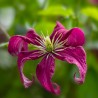 Clematita Madame Julia Correvon