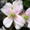 Clematita montana Mayleen
