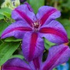 Clematita Mrs.Thompson