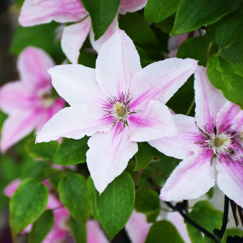 Clematita Pink Fantasy