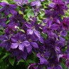Clematita Polish Spirit