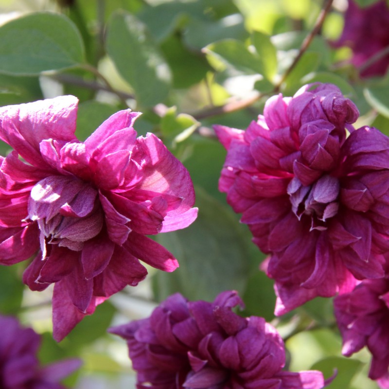 Clematita Purpurea Plena Elegans