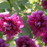 Clematita Purpurea Plena Elegans