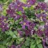 Clematita Romantika