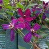 Clematita Sweet Summer Love