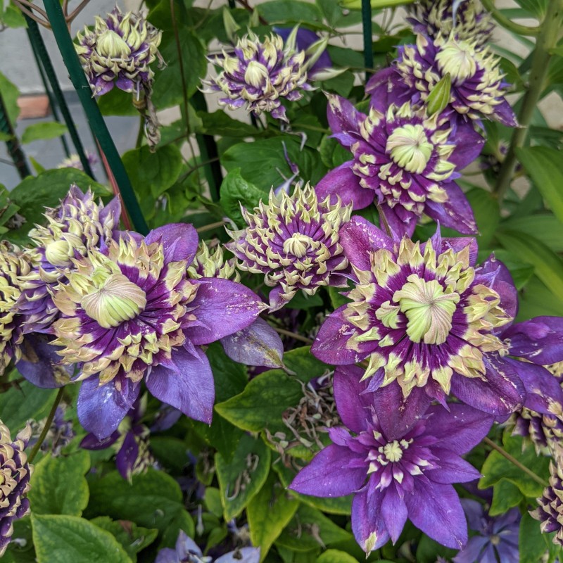 Clematita Taiga