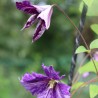 Clematita Tie Dye