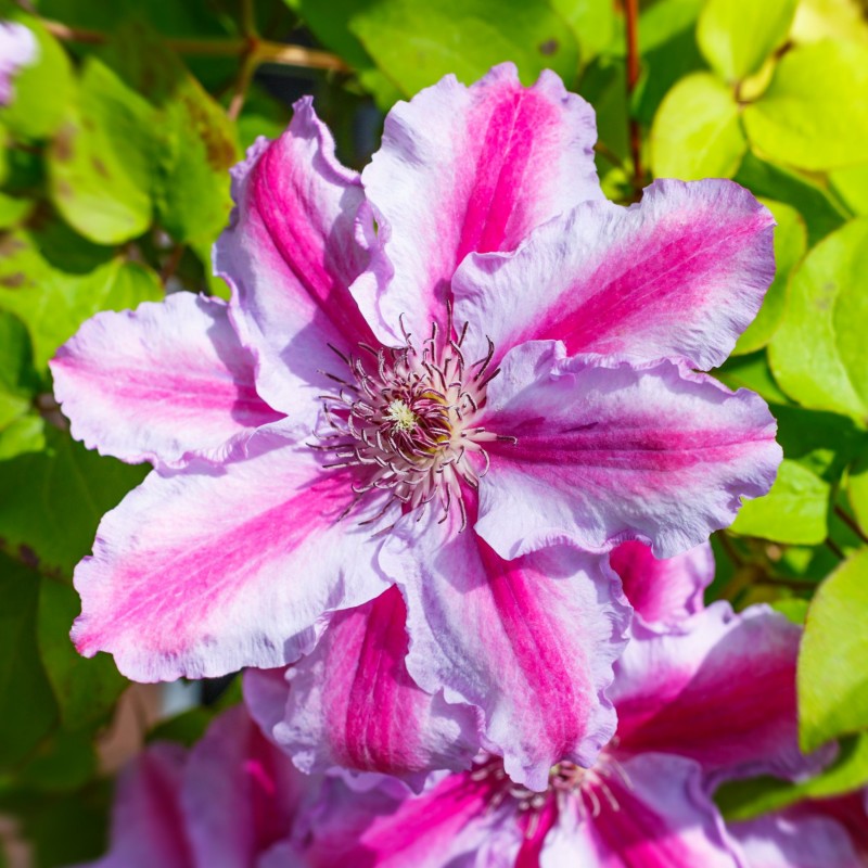 Clematita Tudor