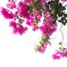 Floare de hartie roz