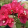 Floare de hartie roz