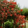 Floare de hartie Red Flame