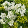 Floare de hartie alba