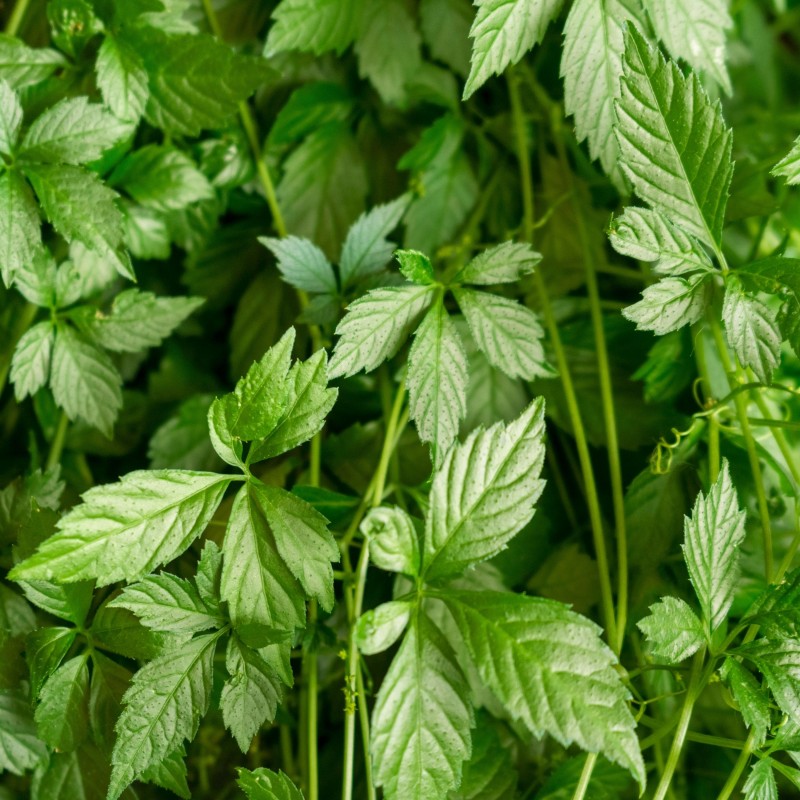 Gulan (Planta nemuririi)