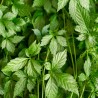 Gulan (Planta nemuririi)