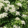 Hortensie urcatoare