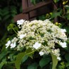 Hortensie urcatoare