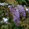 Glicina Wisteria floribunda Black Dragon