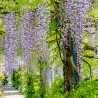 Glicina Wisteria floribunda Macrobotrys