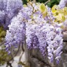 Glicina Wisteria floribunda Macrobotrys