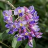 Glicina Wisteria macrostachya Blue Moon