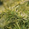 Cedrus deodara Aurea Pendulum 