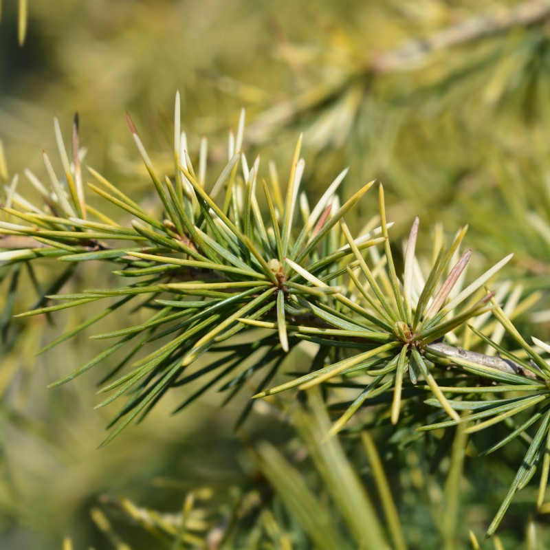 Cedrus deodara Aurea Pendulum 