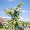 Cedrus deodara Aurea Pendulum