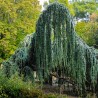 Cedrus libani Glauca Pendula