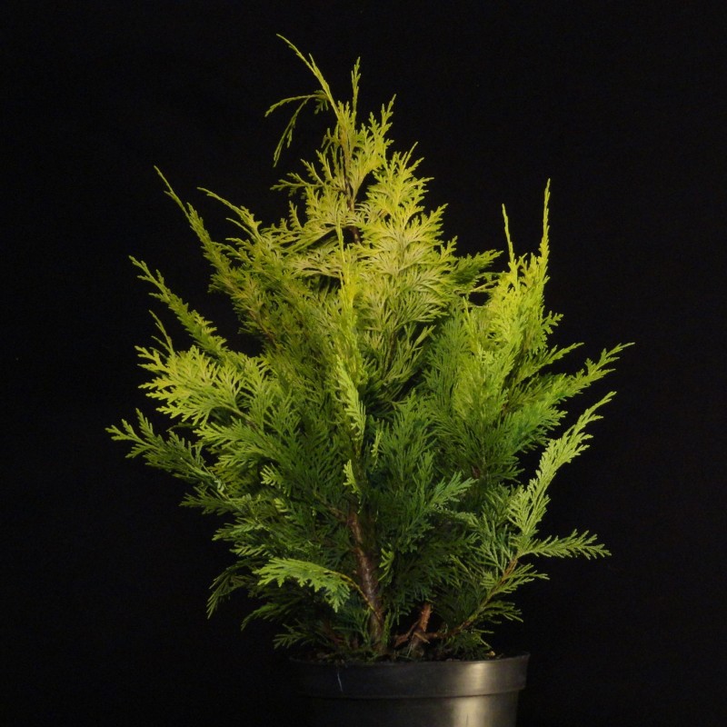 Chamaecyparis l.Stardust