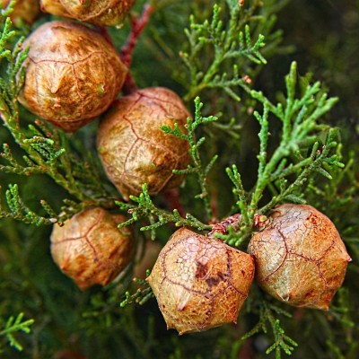 Cupressus sempervirens