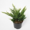 Juniperus Blauw Juniperus Blauw