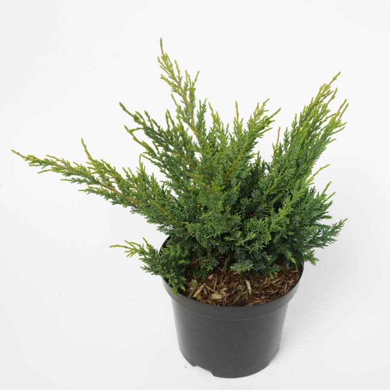 Juniperus Blauw