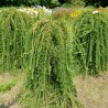 Larix decidua Puli