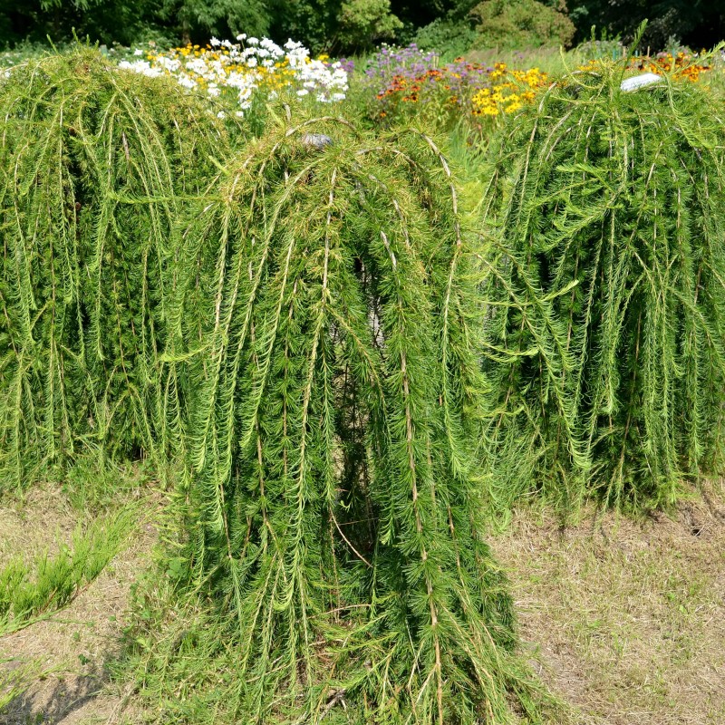 Larix decidua Puli