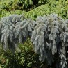 Picea pungens Glauca Pendulum