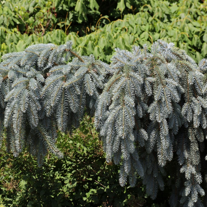 Picea pungens Glauca Pendulum
