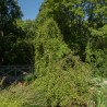 Taxodium distichum cascade falls