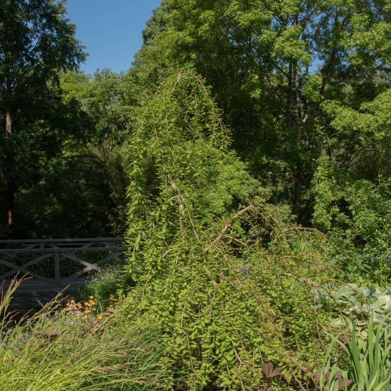 Taxodium distichum cascade falls