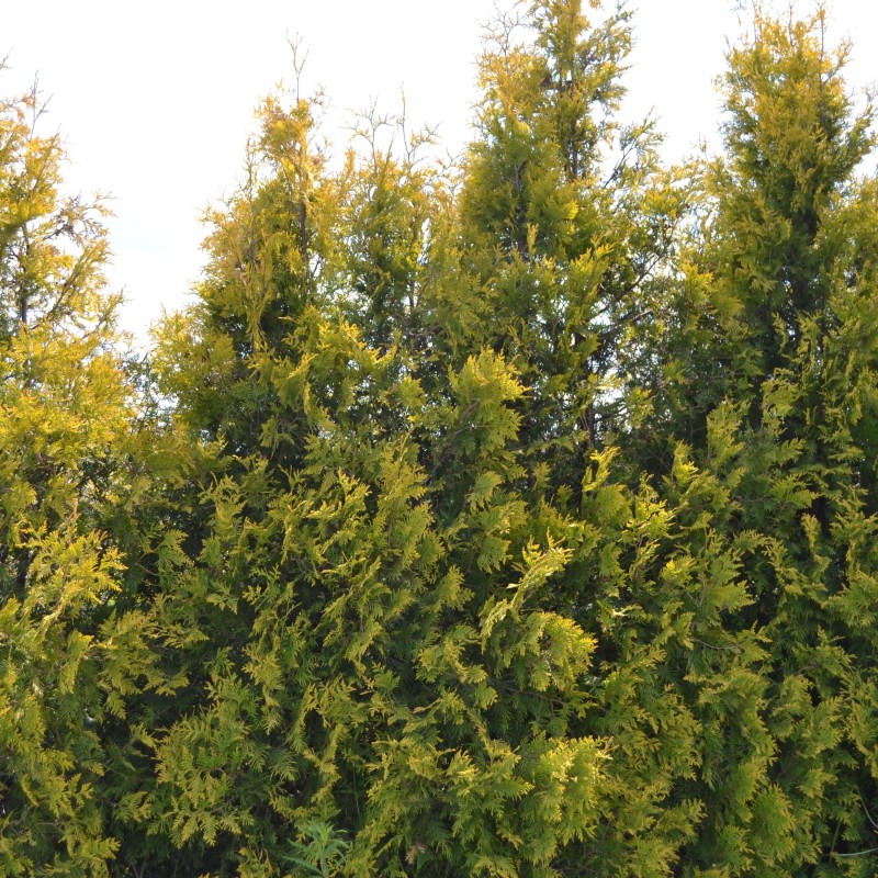 Thuja Europa Gold