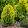 Thuja or.Aura Nana